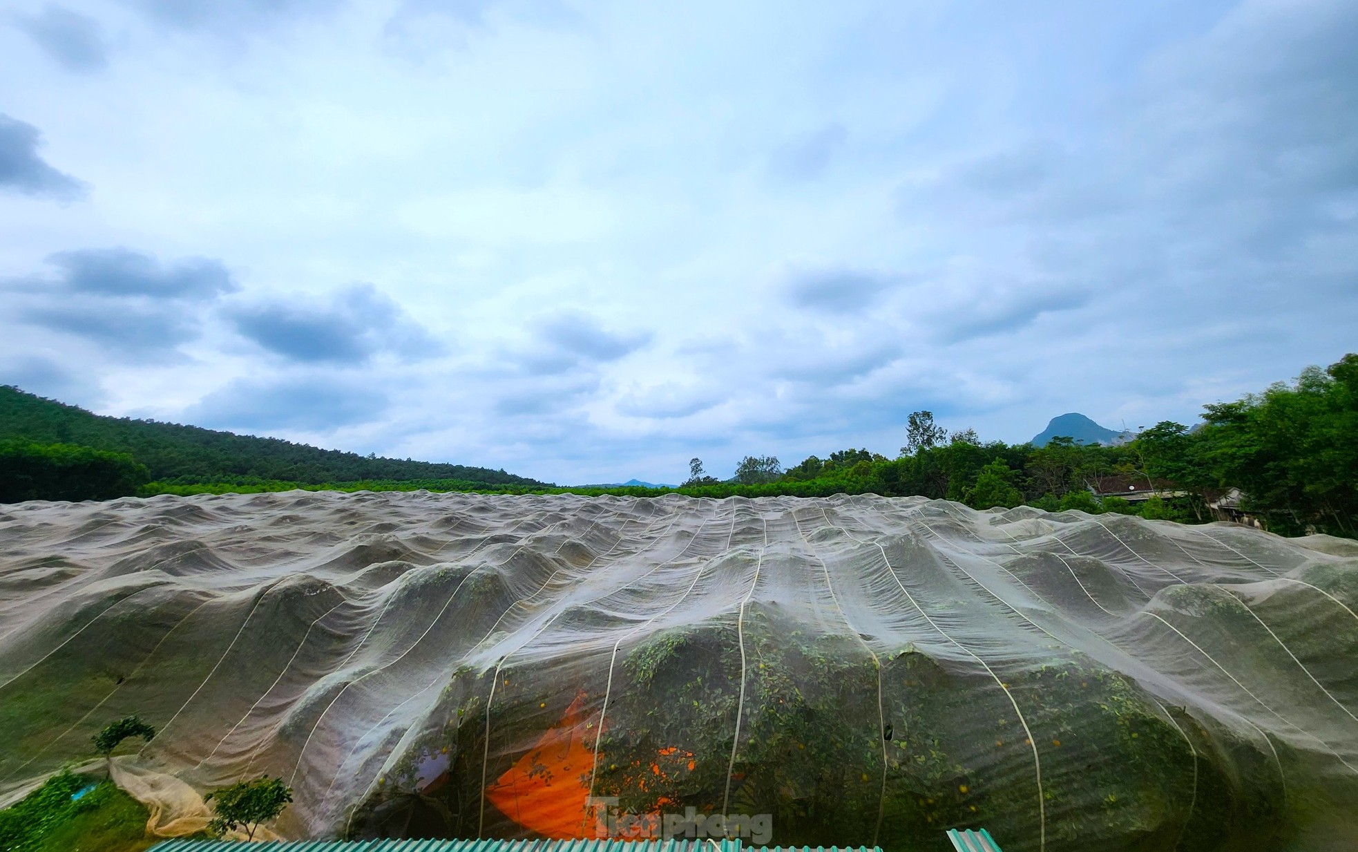 Nông dân bỏ ra hàng trăm triệu 'mắc màn' cho cam - Ảnh 5