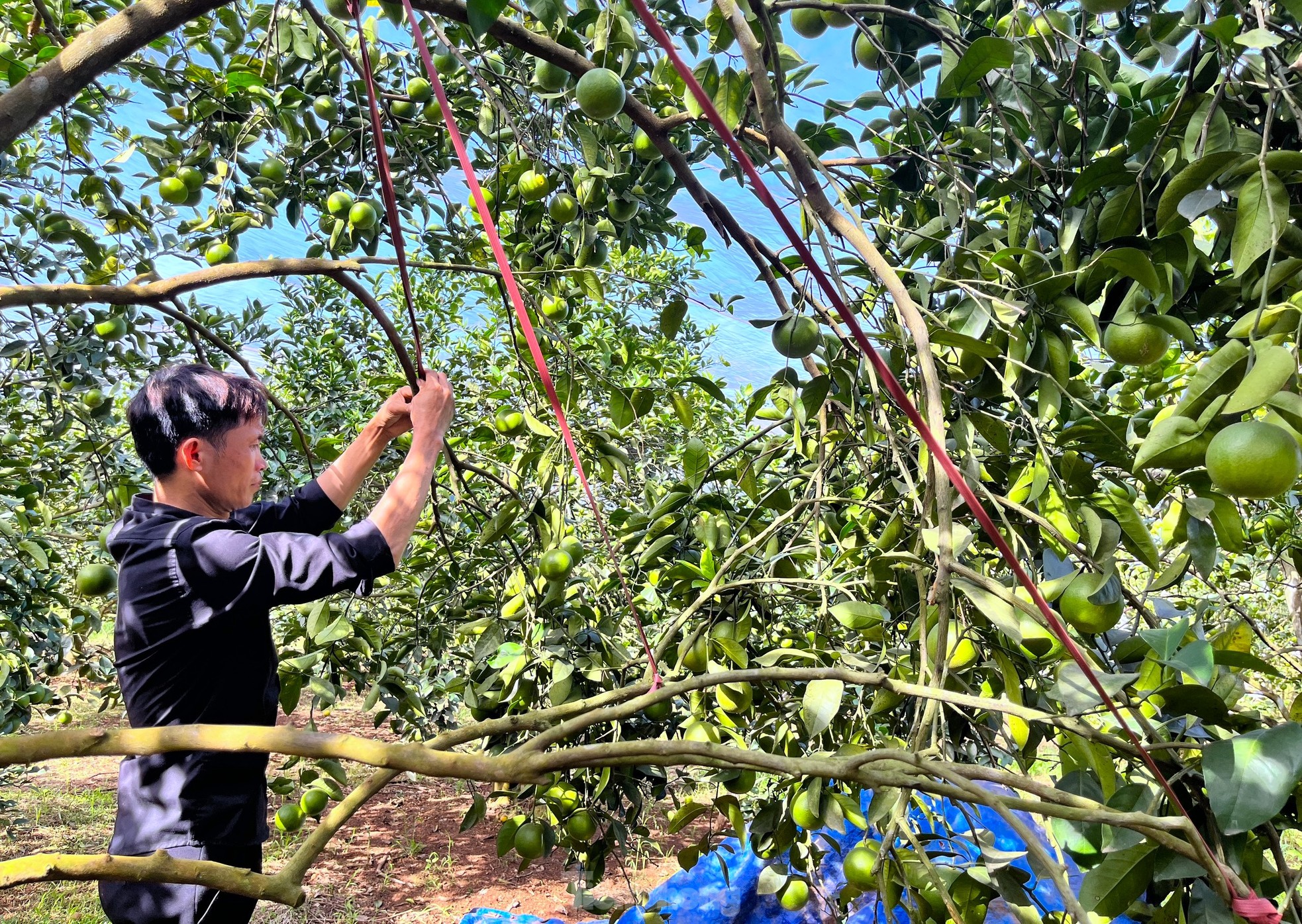 Nông dân bỏ ra hàng trăm triệu 'mắc màn' cho cam - Ảnh 10