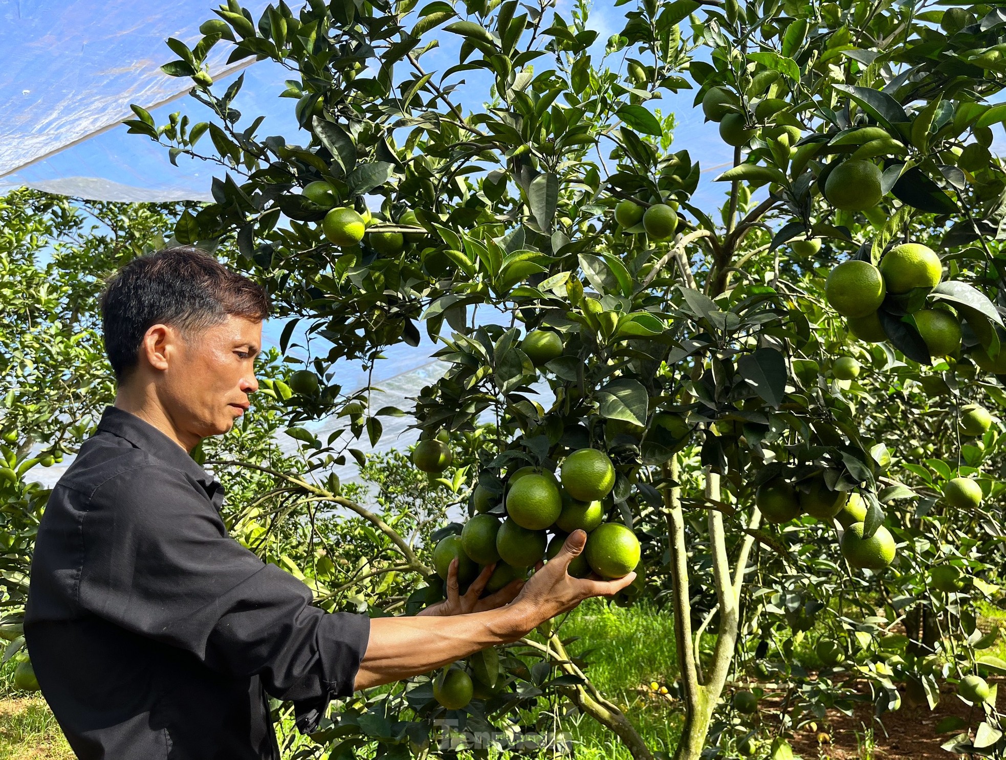 Nông dân bỏ ra hàng trăm triệu 'mắc màn' cho cam - Ảnh 2