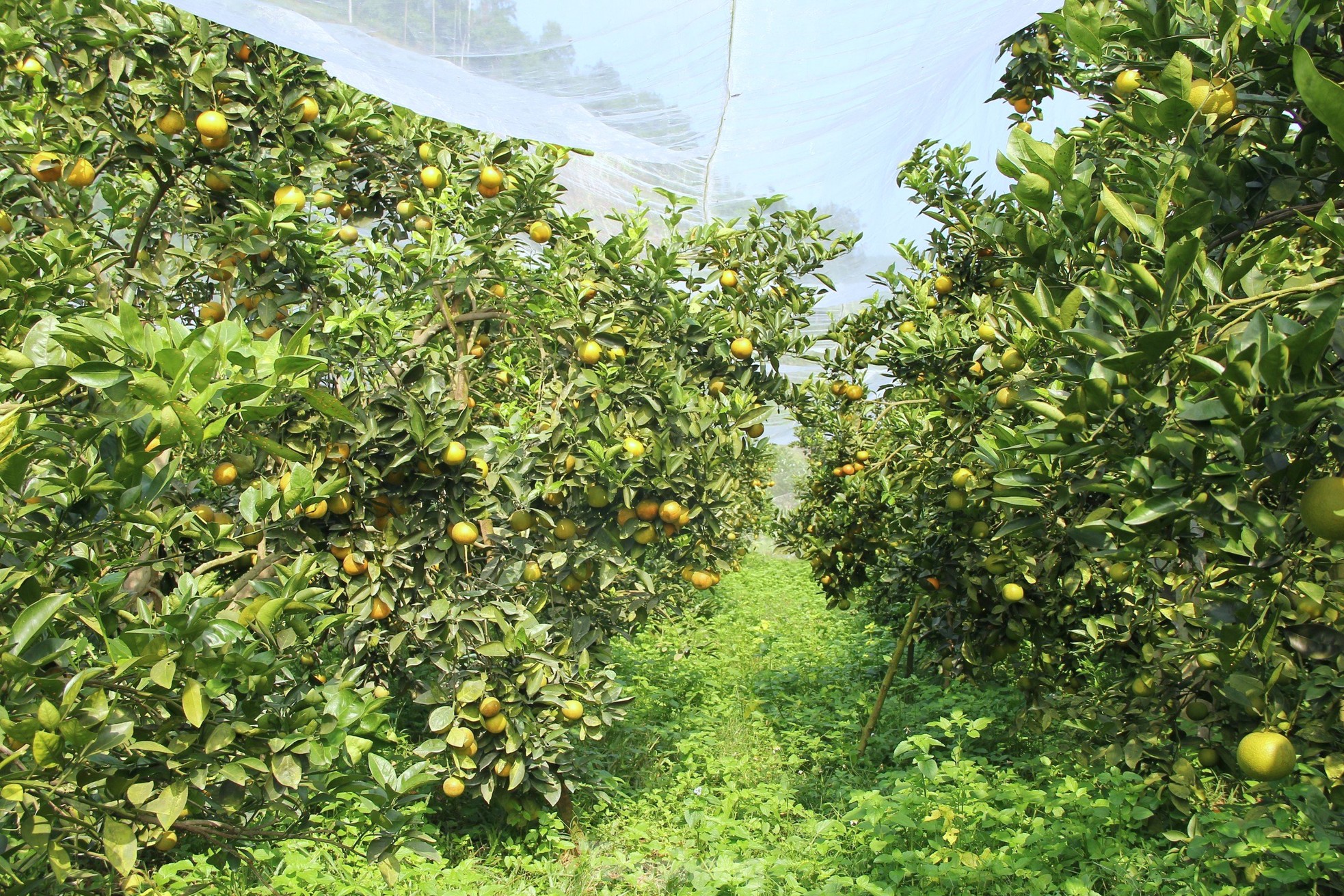 Nông dân bỏ ra hàng trăm triệu 'mắc màn' cho cam - Ảnh 16