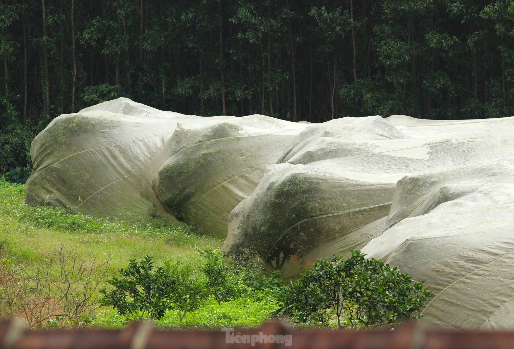 Nông dân bỏ ra hàng trăm triệu 'mắc màn' cho cam - Ảnh 11