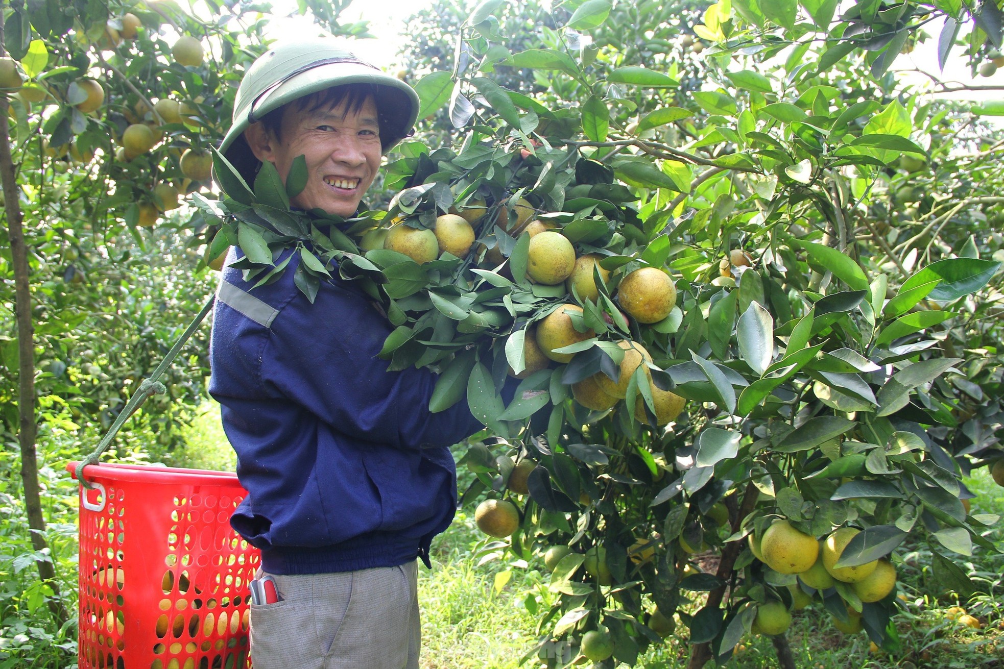 Nông dân bỏ ra hàng trăm triệu 'mắc màn' cho cam - Ảnh 18
