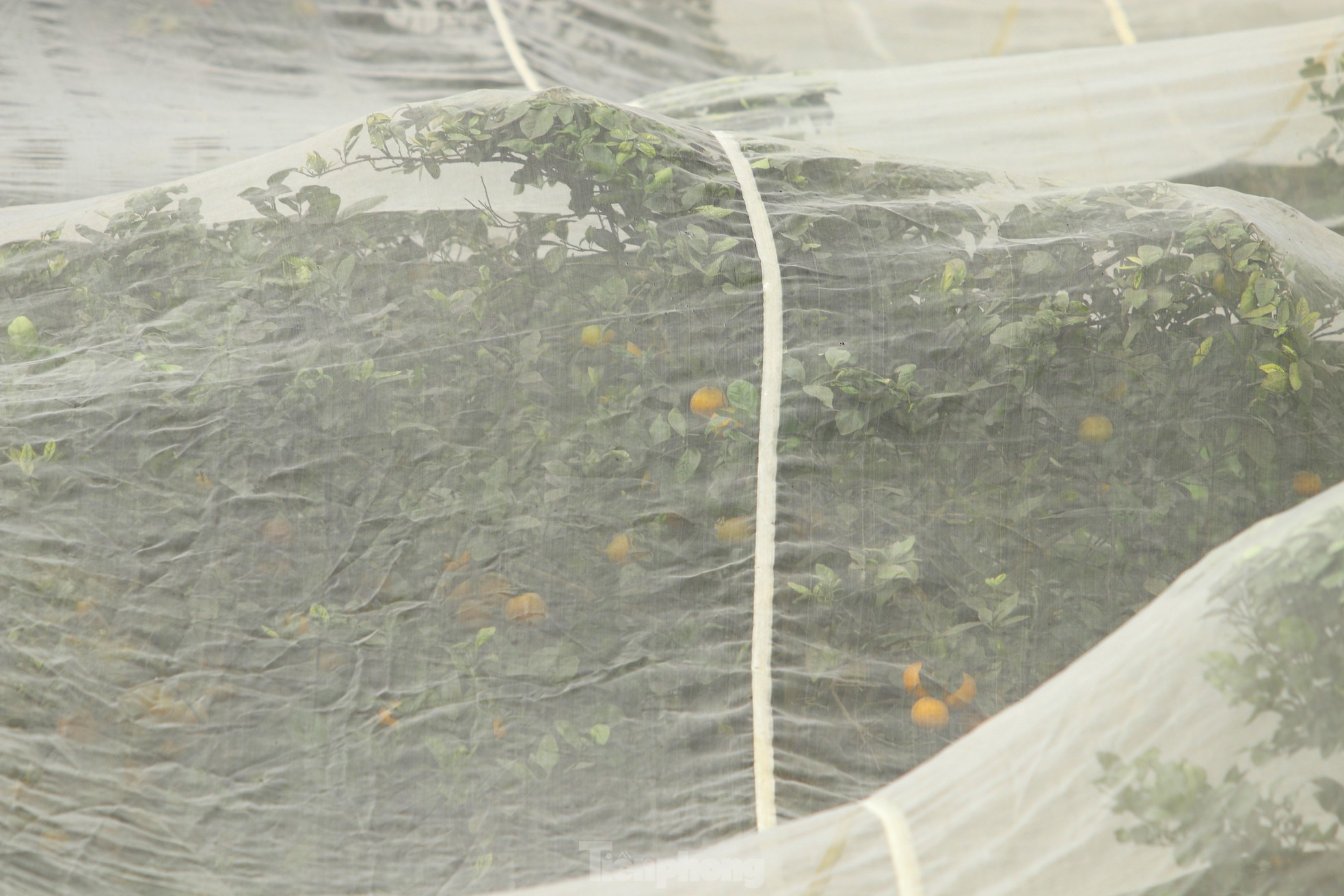 Nông dân bỏ ra hàng trăm triệu 'mắc màn' cho cam - Ảnh 12