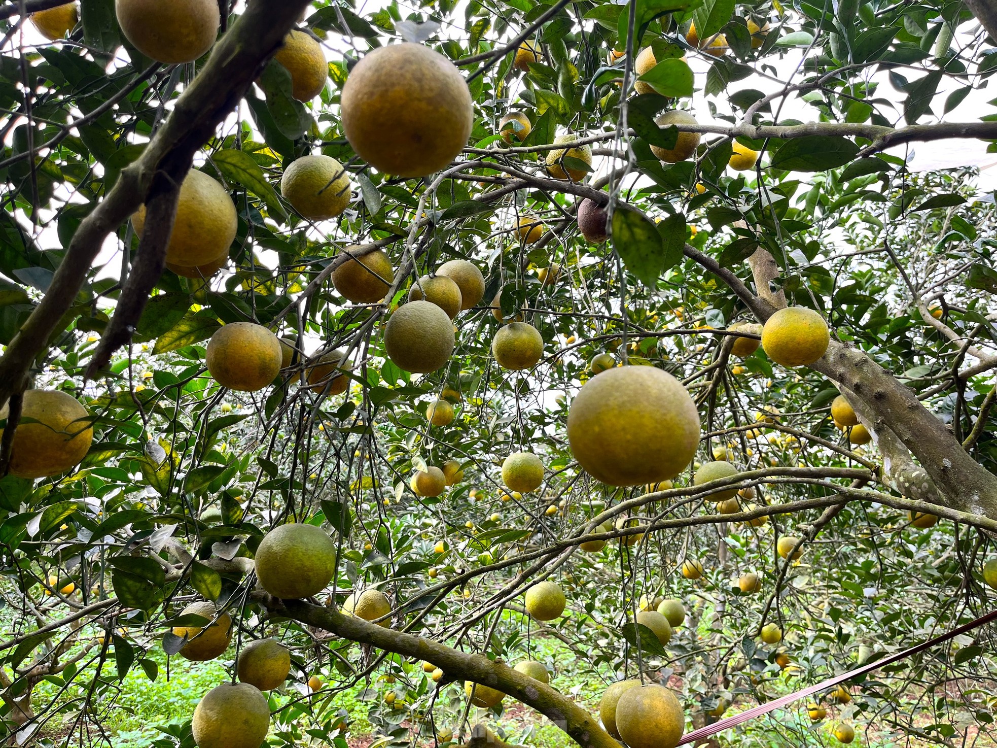 Nông dân bỏ ra hàng trăm triệu 'mắc màn' cho cam - Ảnh 13