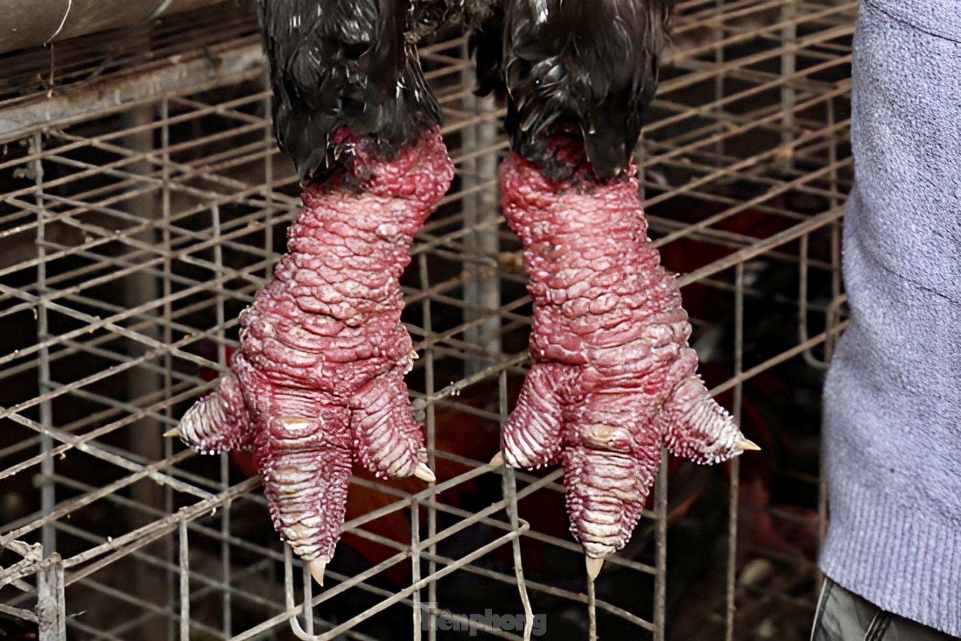 Ngắm gà đi tất, nằm đèn hồng ngoại giá 'khủng' - Ảnh 9