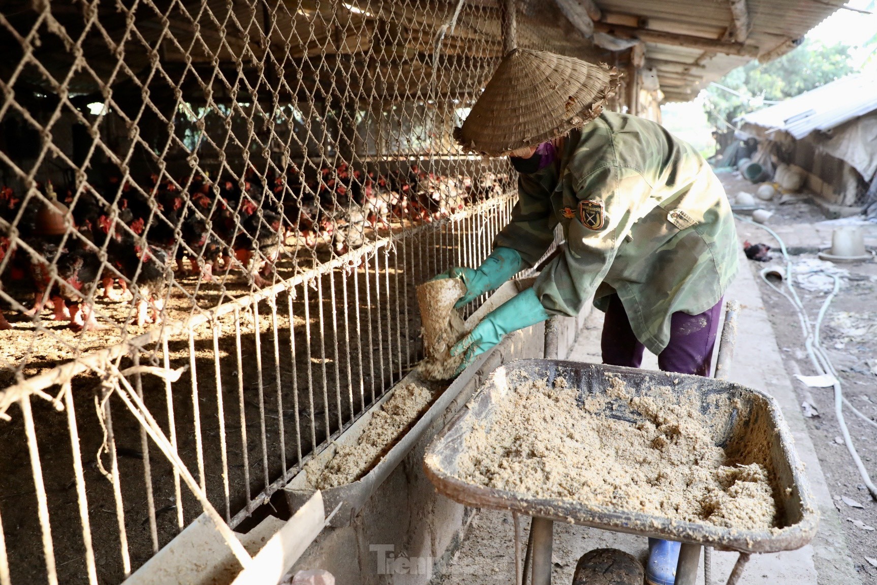 Ngắm gà đi tất, nằm đèn hồng ngoại giá 'khủng' - Ảnh 11