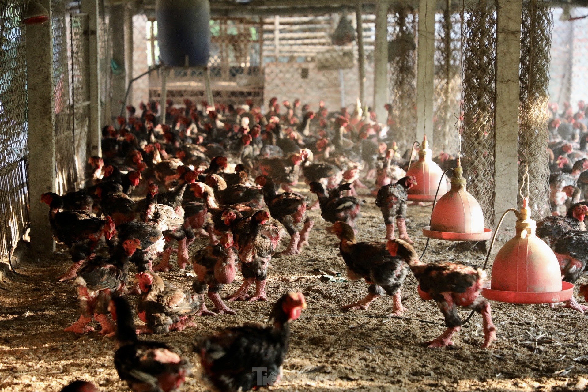 Ngắm gà đi tất, nằm đèn hồng ngoại giá 'khủng' - Ảnh 12