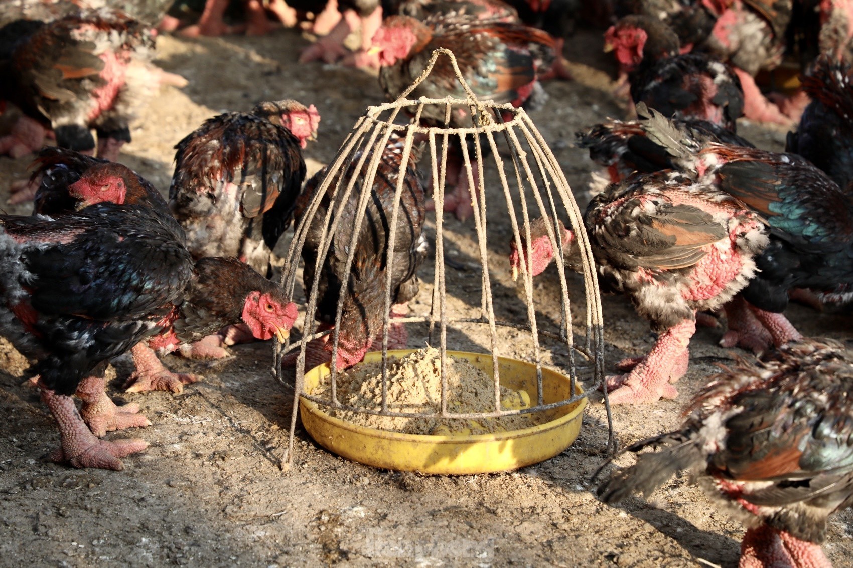 Ngắm gà đi tất, nằm đèn hồng ngoại giá 'khủng' - Ảnh 13