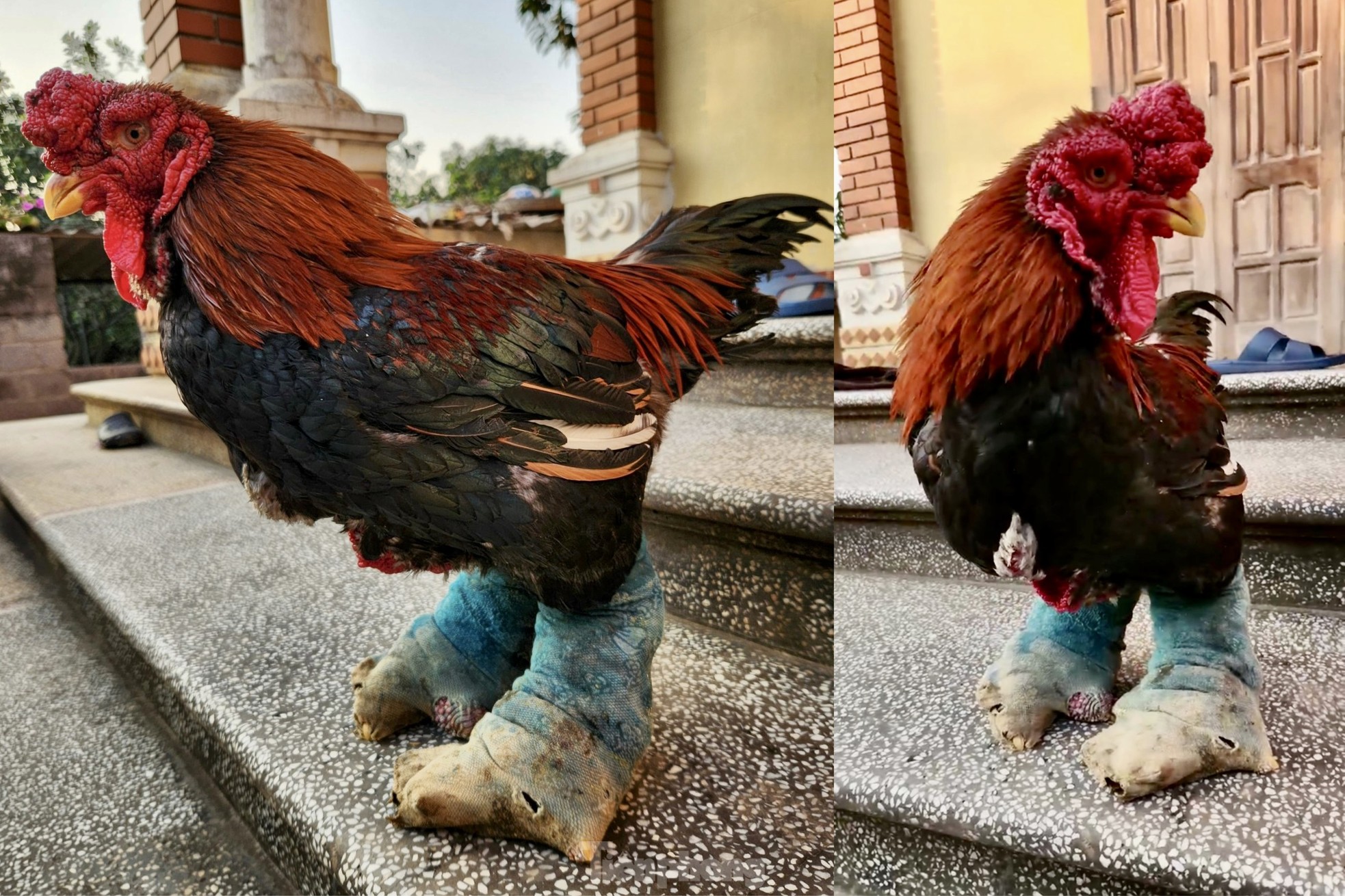 Ngắm gà đi tất, nằm đèn hồng ngoại giá 'khủng' - Ảnh 4