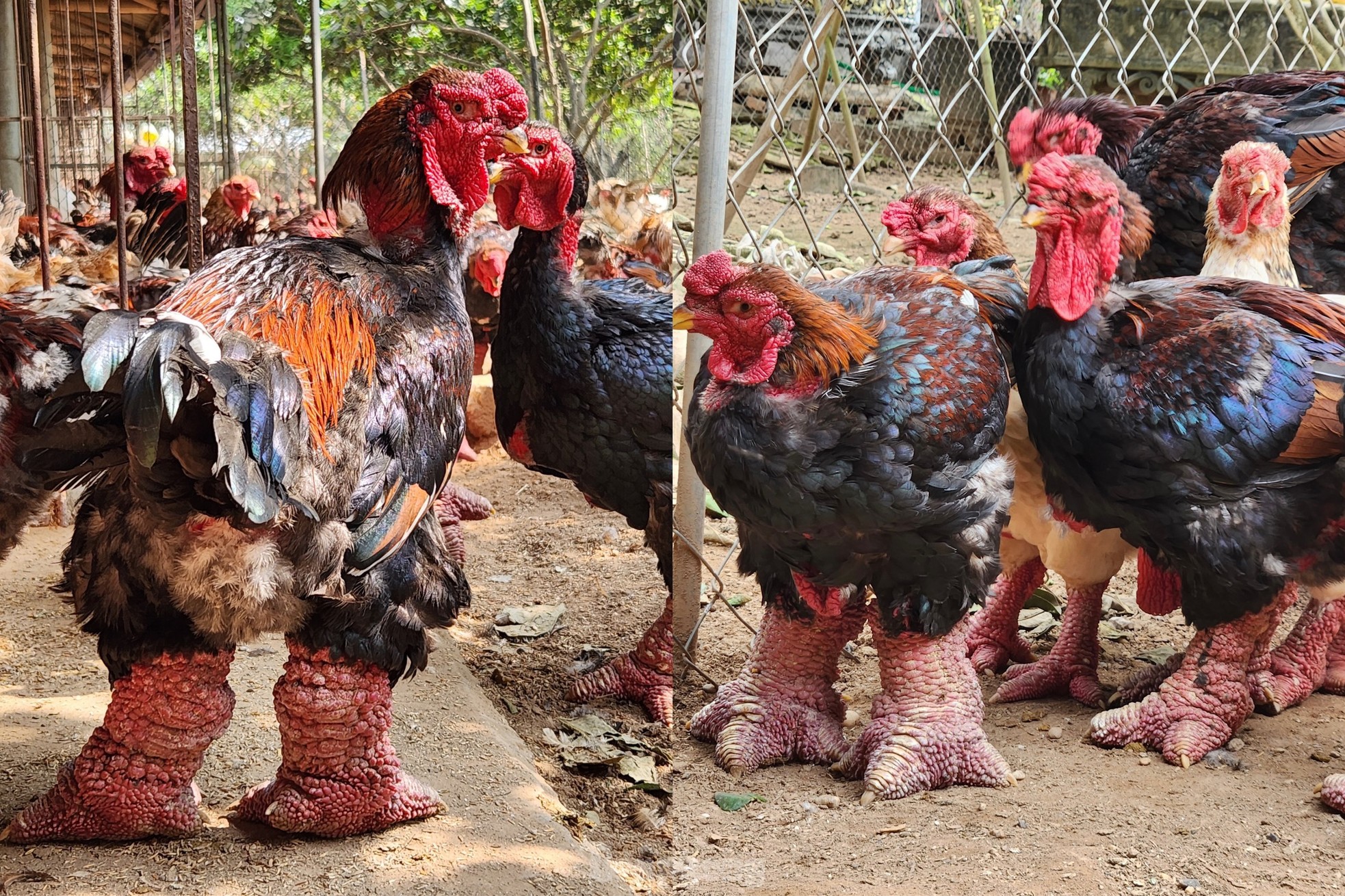 Ngắm gà đi tất, nằm đèn hồng ngoại giá 'khủng' - Ảnh 2