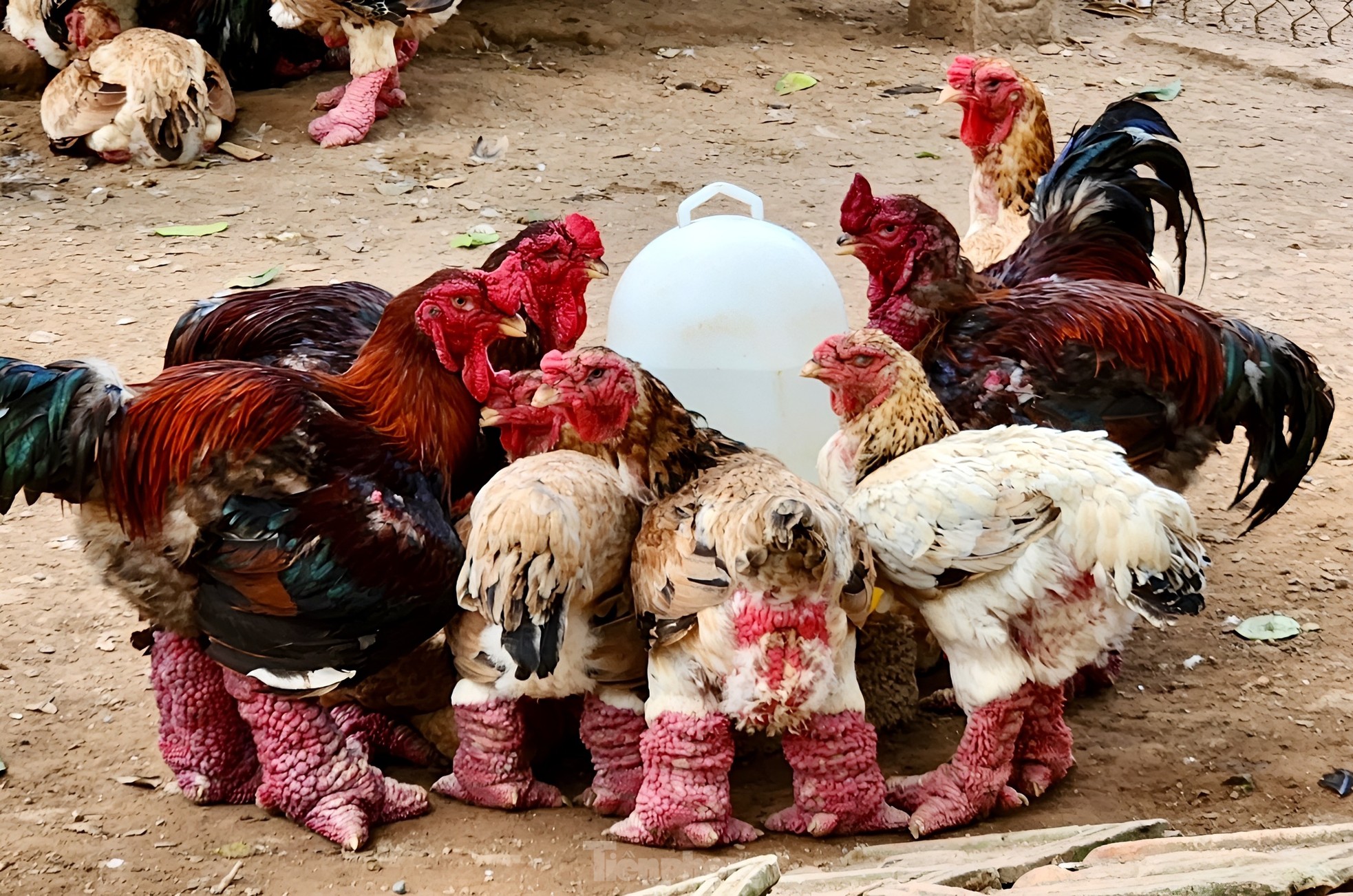 Ngắm gà đi tất, nằm đèn hồng ngoại giá 'khủng' - Ảnh 3