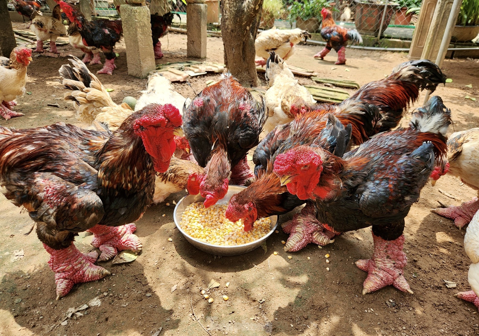 Ngắm gà đi tất, nằm đèn hồng ngoại giá 'khủng' - Ảnh 1