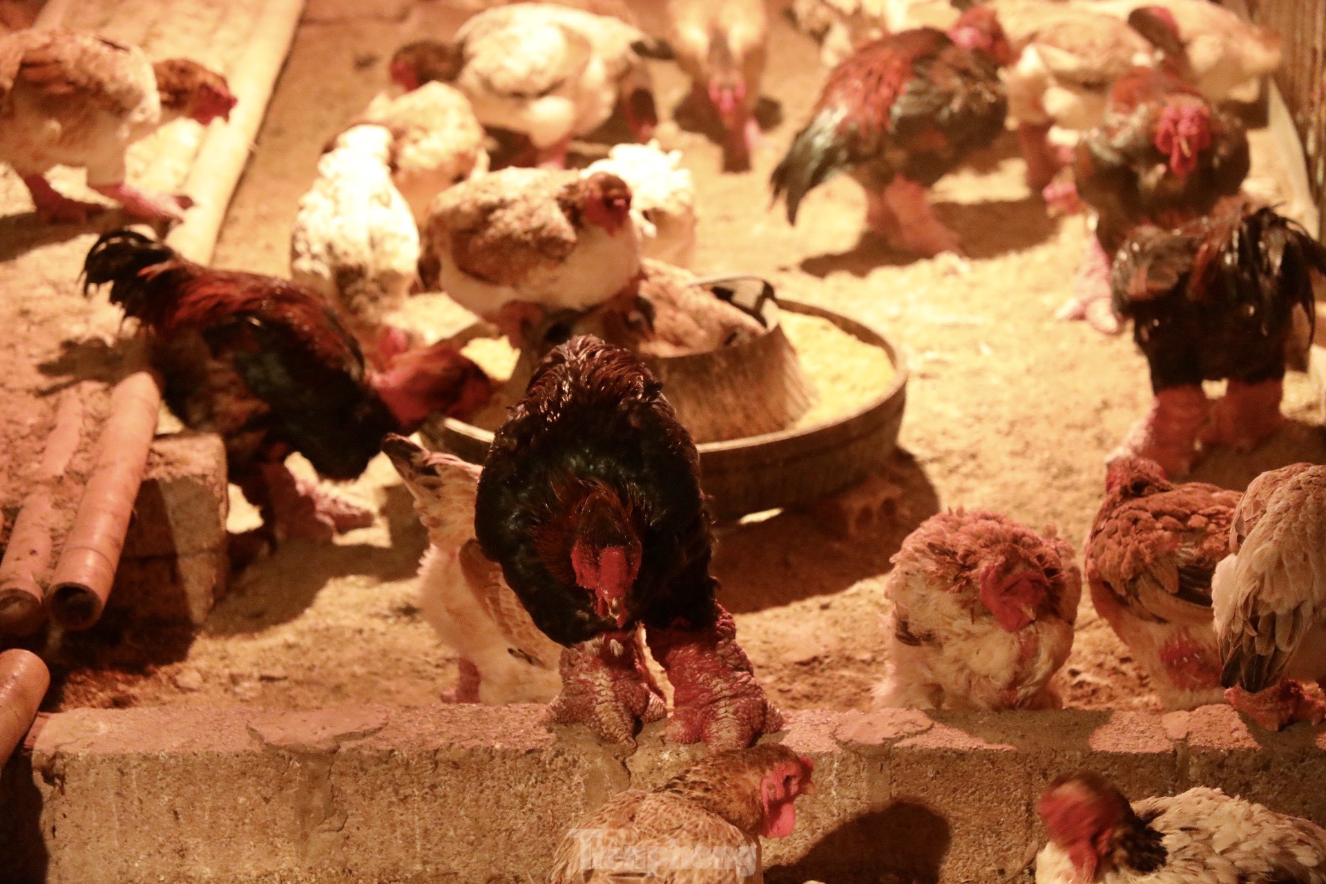 Ngắm gà đi tất, nằm đèn hồng ngoại giá 'khủng' - Ảnh 6