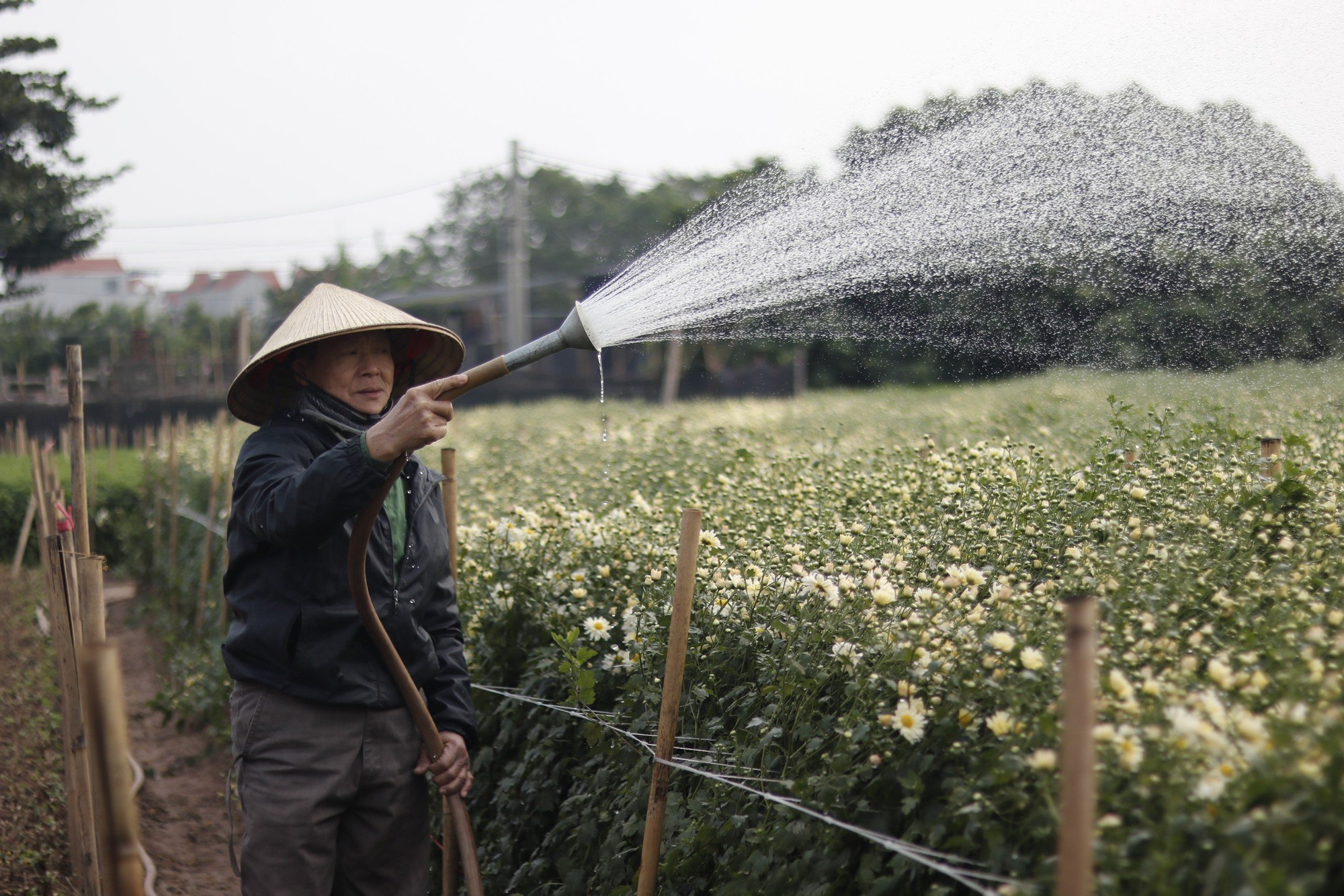 Người dân làng hoa Tây Tựu 'đánh cược' vụ Tết vì giá lạnh - Ảnh 3