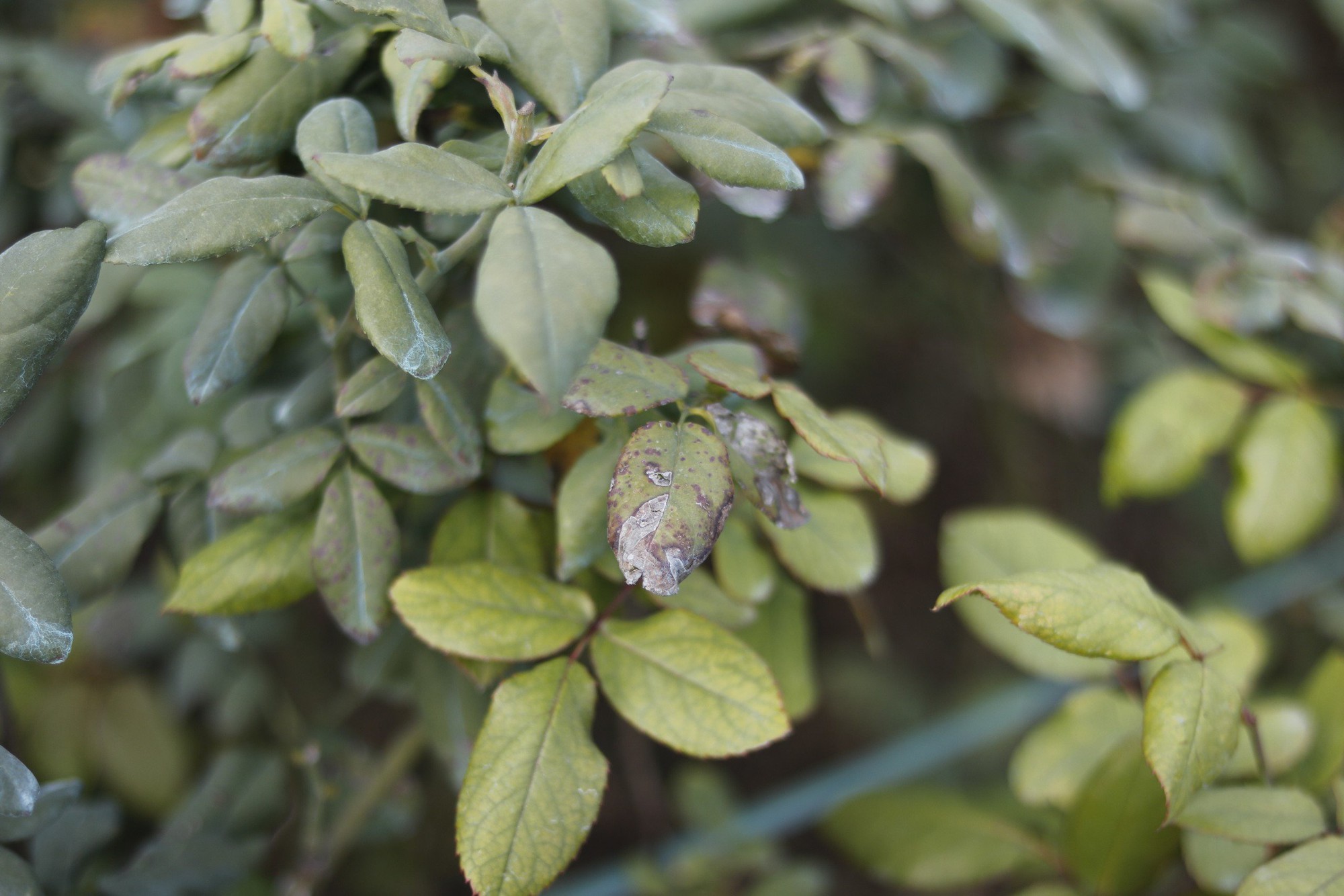 Người dân làng hoa Tây Tựu 'đánh cược' vụ Tết vì giá lạnh - Ảnh 2