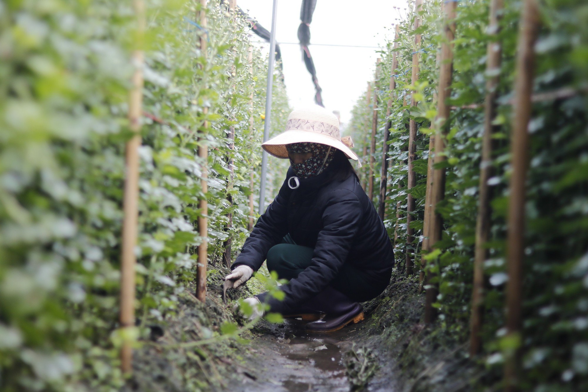 Người dân làng hoa Tây Tựu 'đánh cược' vụ Tết vì giá lạnh - Ảnh 4