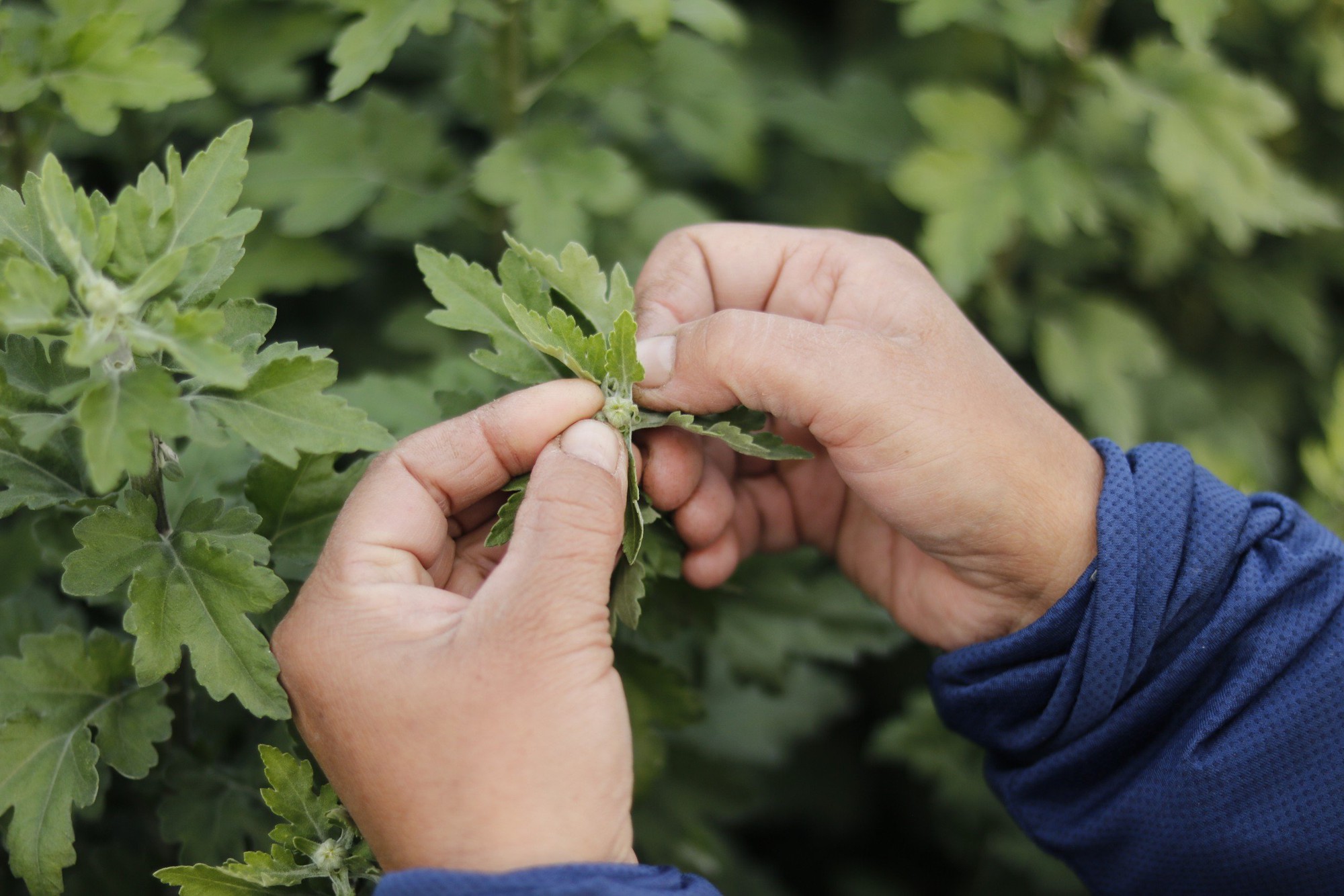 Người dân làng hoa Tây Tựu 'đánh cược' vụ Tết vì giá lạnh - Ảnh 6