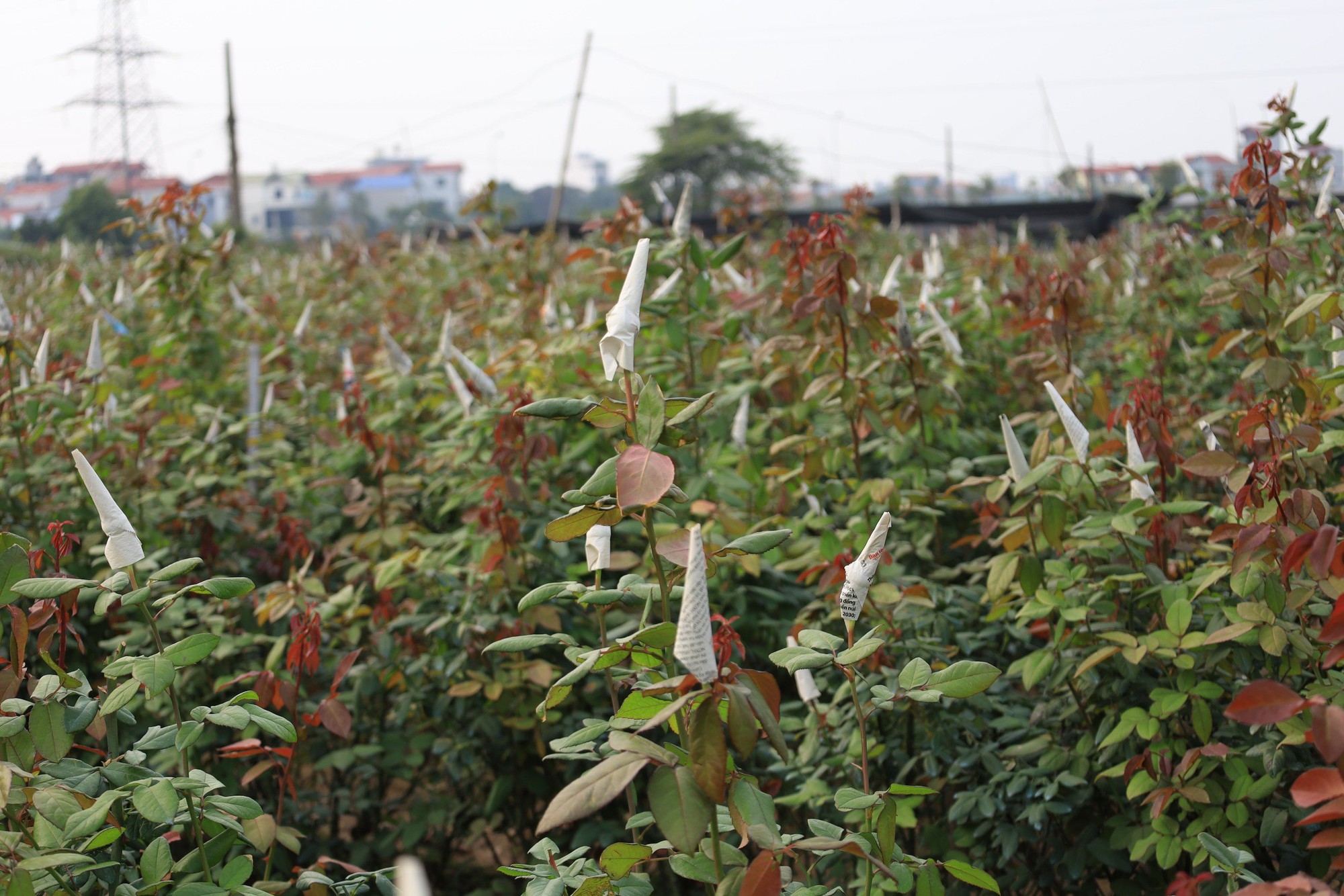 Người dân làng hoa Tây Tựu 'đánh cược' vụ Tết vì giá lạnh - Ảnh 1