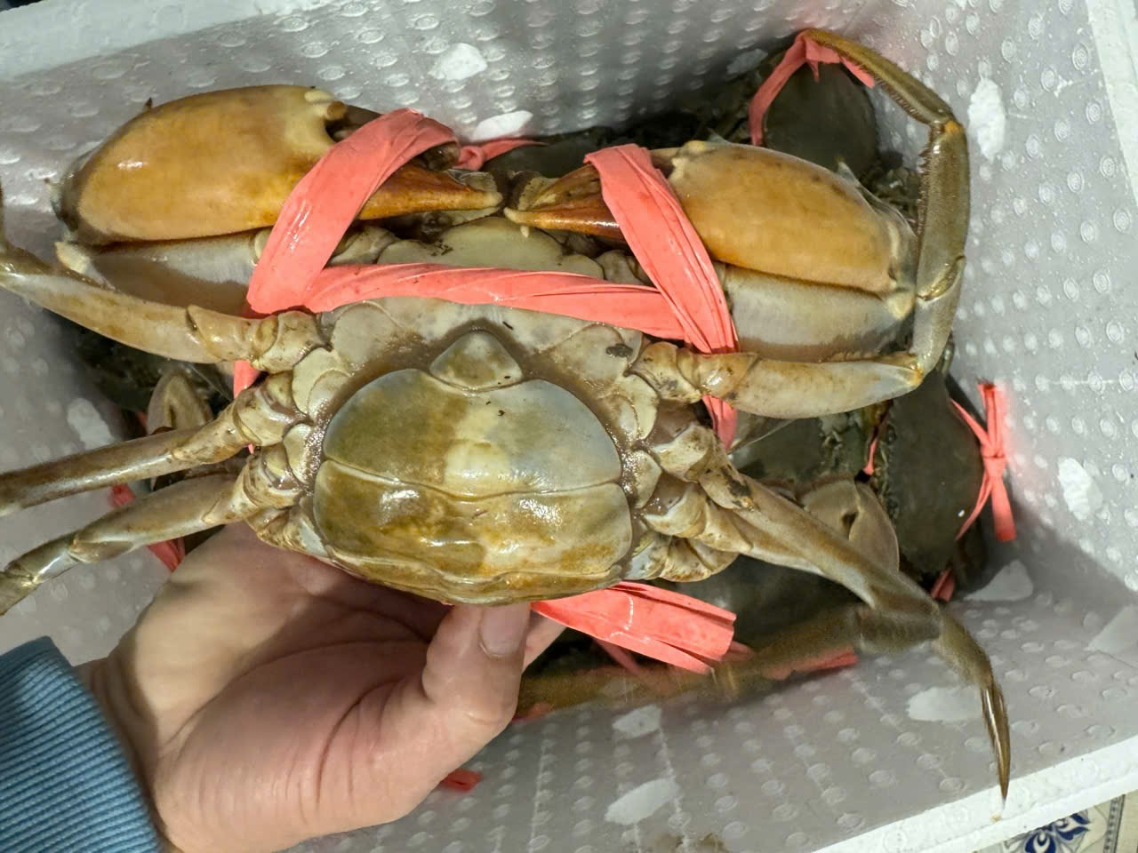 Giá cua biển Cà Mau "nhảy múa" dịp Tết Dương lịch - Ảnh 1