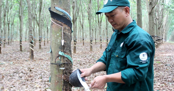 Lao động ngành cao su duy trì thu nhập 8,24 triệu đồng/tháng