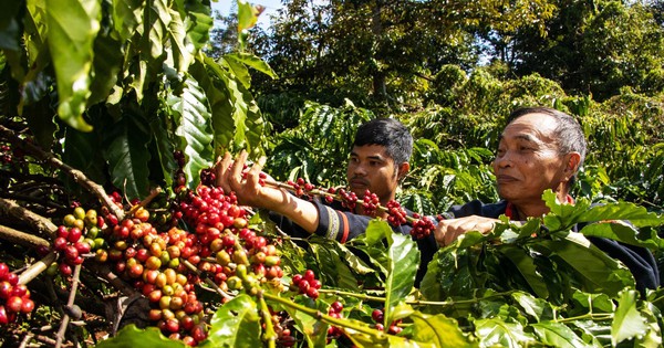 Nông sản trúng giá, nông dân thắng lớn