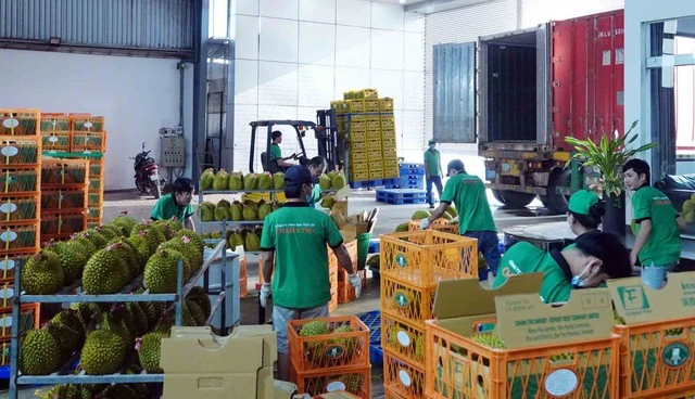 Thêm nhiều nước nhập khẩu sầu riêng Việt Nam - Ảnh 3
