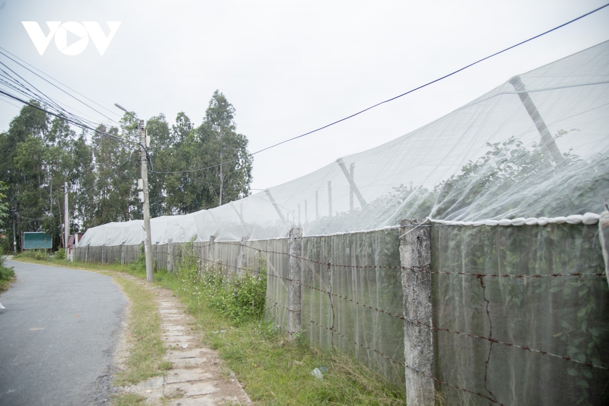 Thăm vườn táo muối đặc sản được "săn lùng" dịp Tết ở Hải Phòng - Ảnh 10
