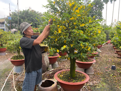 Thị trường hoa kiểng Tết: Mối lái lèo tèo! - Ảnh 1