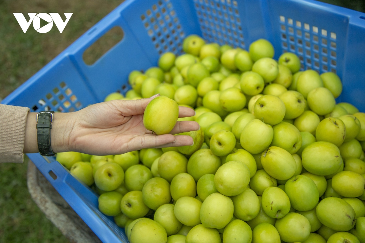Thăm vườn táo muối đặc sản được "săn lùng" dịp Tết ở Hải Phòng - Ảnh 11