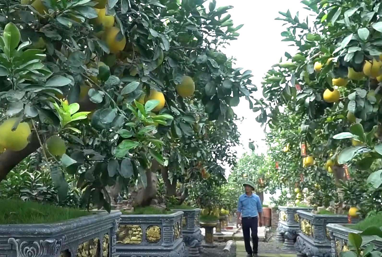 “Đốt tiền” kiểu đại gia: Cây bưởi “cổ thụ” hơn 350 trái, giá thuê Tết trăm triệu vẫn tranh nhau đặt cọc - Ảnh 1