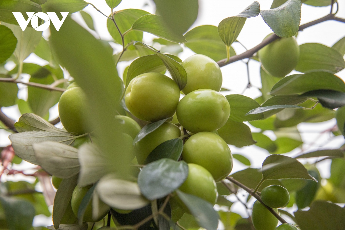 Thăm vườn táo muối đặc sản được "săn lùng" dịp Tết ở Hải Phòng - Ảnh 2