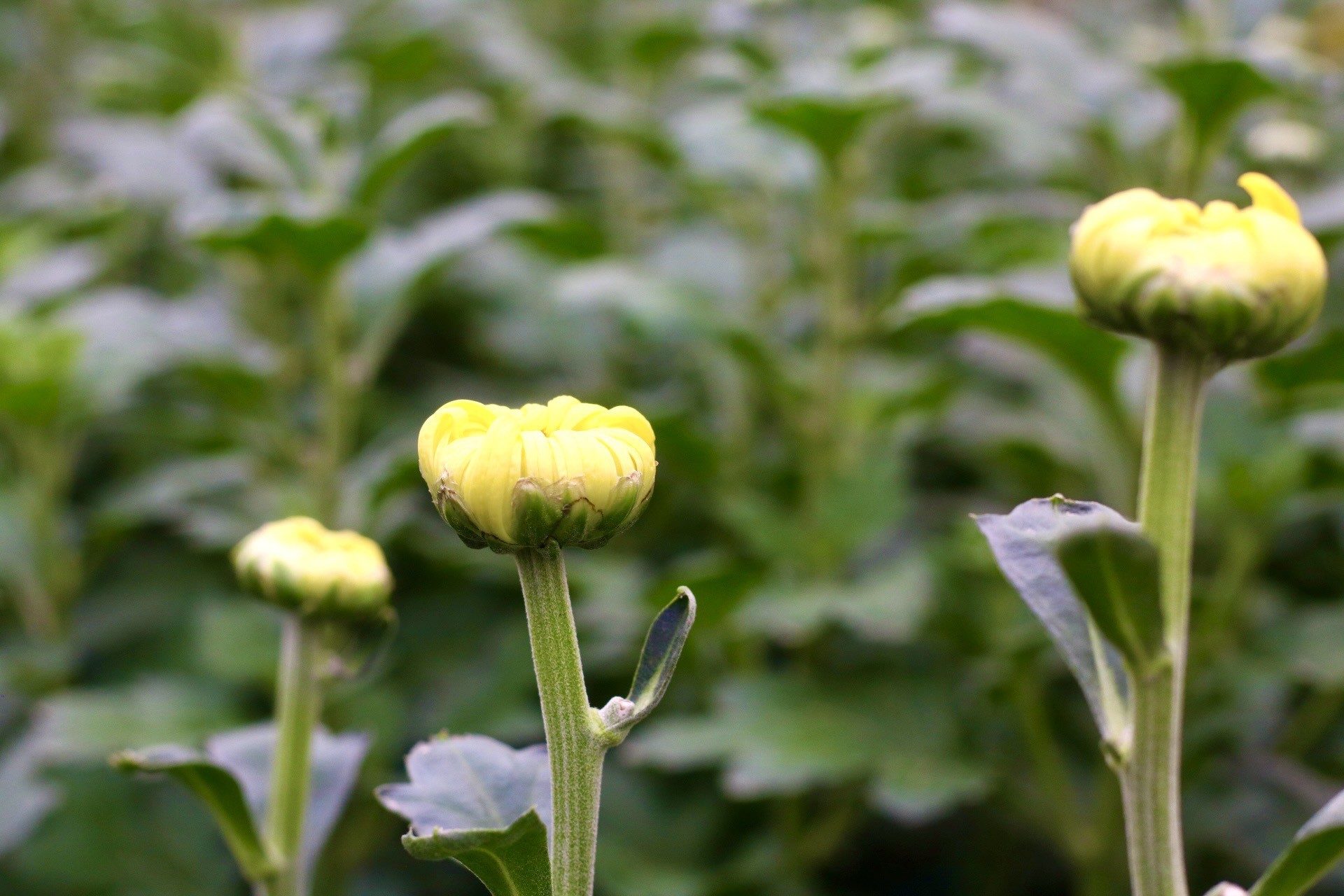 Thủ phủ hoa lớn nhất xứ Thanh: Người làm vườn trông chờ vụ Tết để 'gỡ vốn' - Ảnh 8