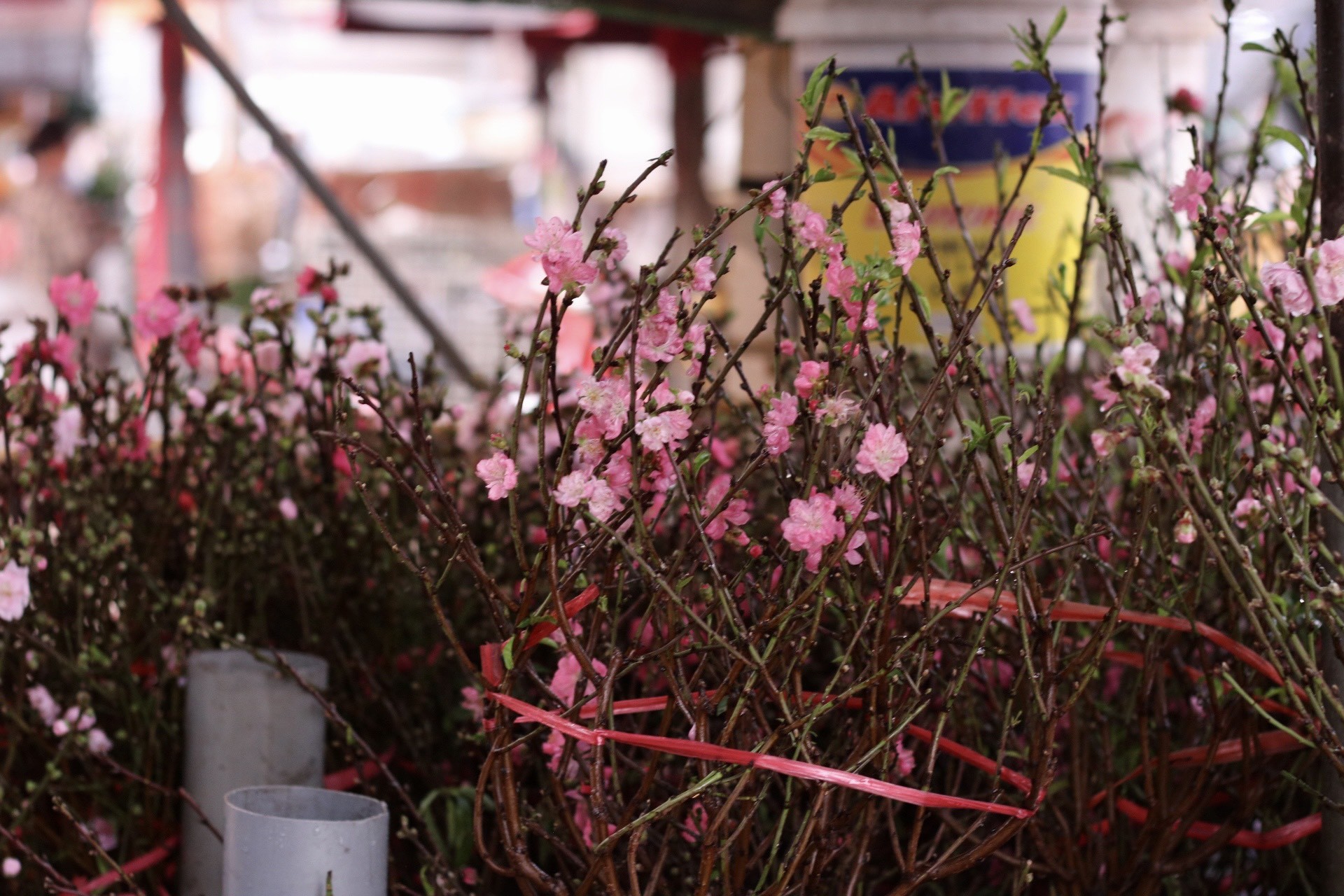 Đào Nhật Tân xuống phố, khoe sắc đón Tết sớm - Ảnh 5