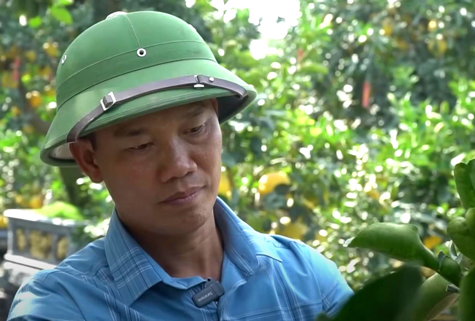 “Đốt tiền” kiểu đại gia: Cây bưởi “cổ thụ” hơn 350 trái, giá thuê Tết trăm triệu vẫn tranh nhau đặt cọc - Ảnh 2