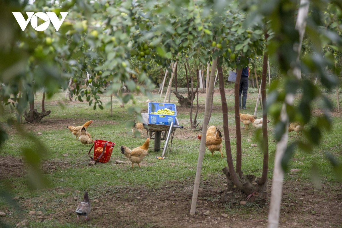 Thăm vườn táo muối đặc sản được "săn lùng" dịp Tết ở Hải Phòng - Ảnh 3