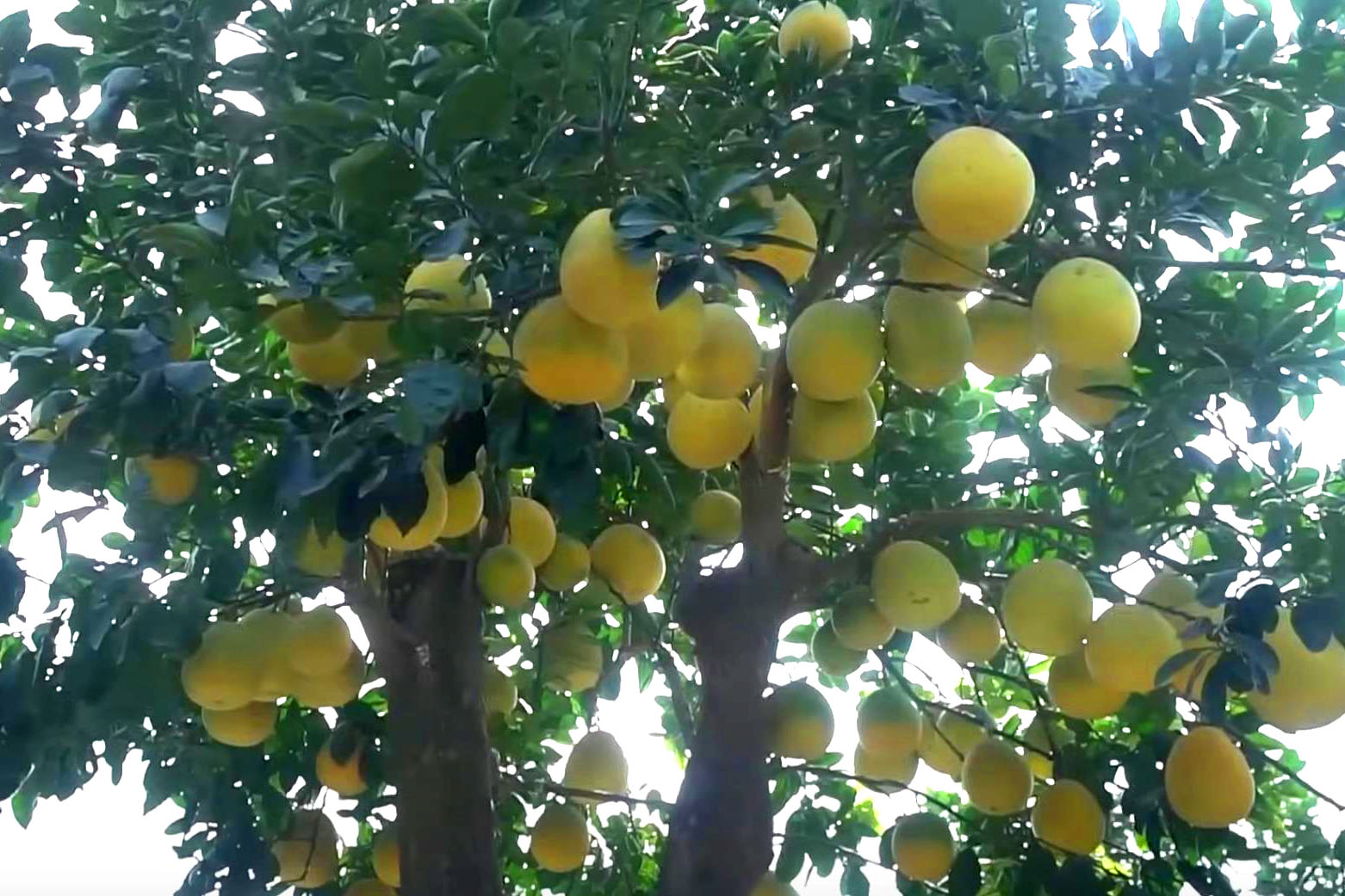 “Đốt tiền” kiểu đại gia: Cây bưởi “cổ thụ” hơn 350 trái, giá thuê Tết trăm triệu vẫn tranh nhau đặt cọc - Ảnh 4