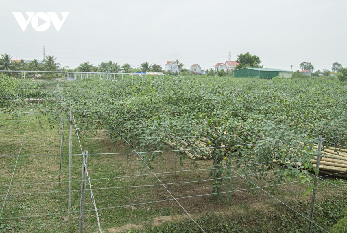 Thăm vườn táo muối đặc sản được "săn lùng" dịp Tết ở Hải Phòng - Ảnh 4