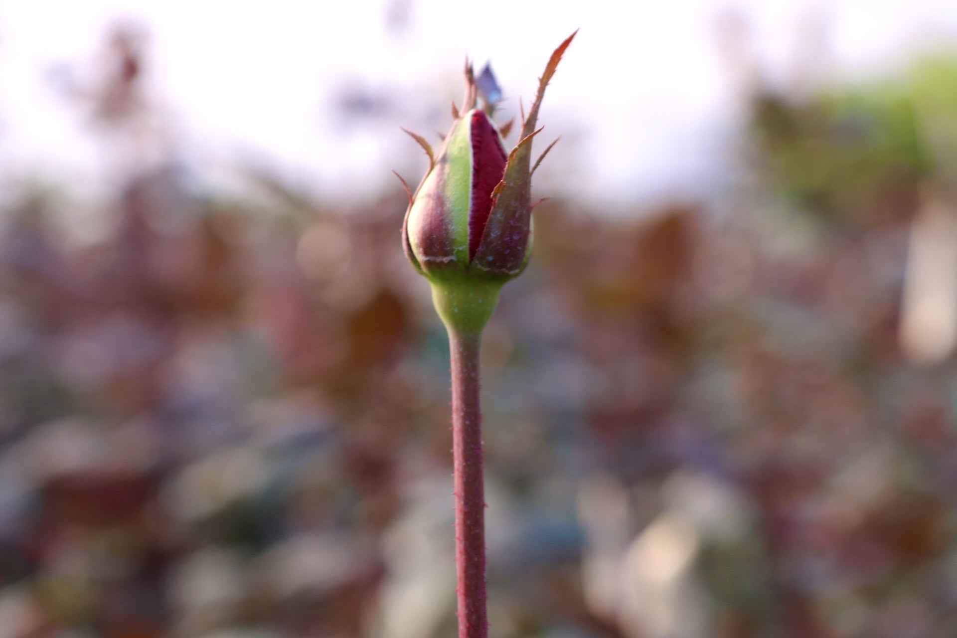 Thủ phủ hoa lớn nhất xứ Thanh: Người làm vườn trông chờ vụ Tết để 'gỡ vốn' - Ảnh 13