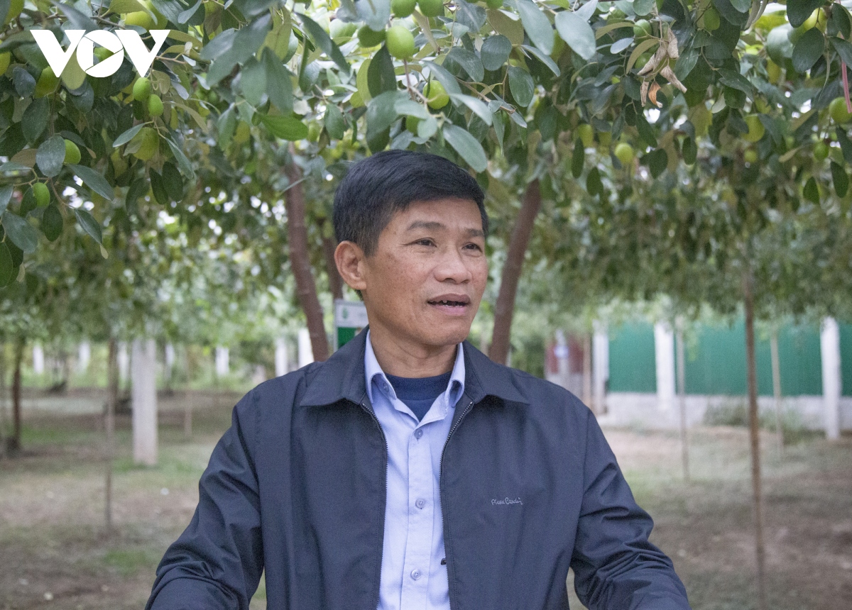 Thăm vườn táo muối đặc sản được "săn lùng" dịp Tết ở Hải Phòng - Ảnh 5