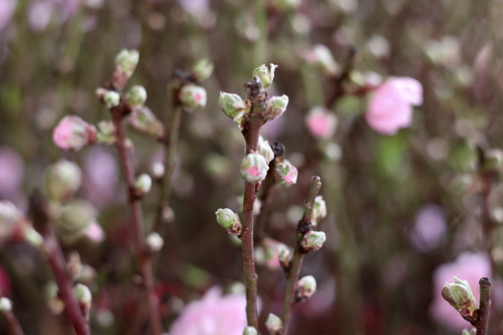 Đào Nhật Tân xuống phố, khoe sắc đón Tết sớm - Ảnh 7