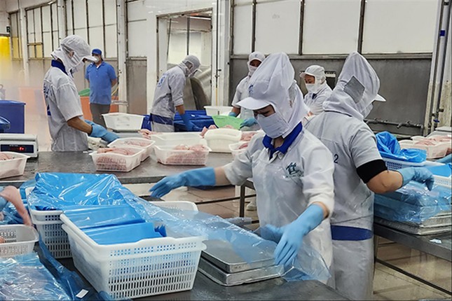 Cước phí vận tải biển tăng cao: Doanh nghiệp chuyển hướng thị trường - Ảnh 1