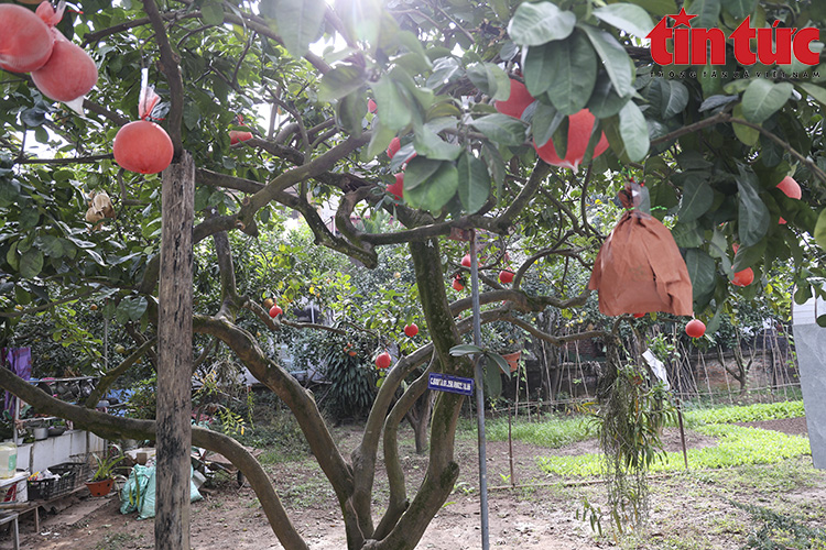 Bưởi đỏ 'tiến vua' đúc chữ tài - lộc không còn hàng để bán - Ảnh 10