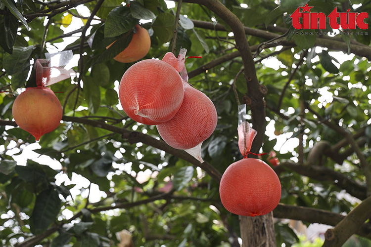 Bưởi đỏ 'tiến vua' đúc chữ tài - lộc không còn hàng để bán - Ảnh 2