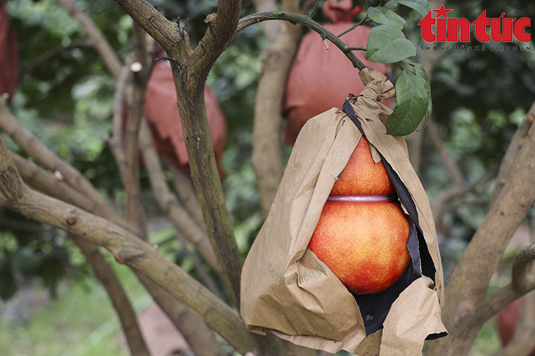 Bưởi đỏ 'tiến vua' đúc chữ tài - lộc không còn hàng để bán - Ảnh 5