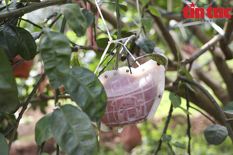 Bưởi đỏ 'tiến vua' đúc chữ tài - lộc không còn hàng để bán - Ảnh 4