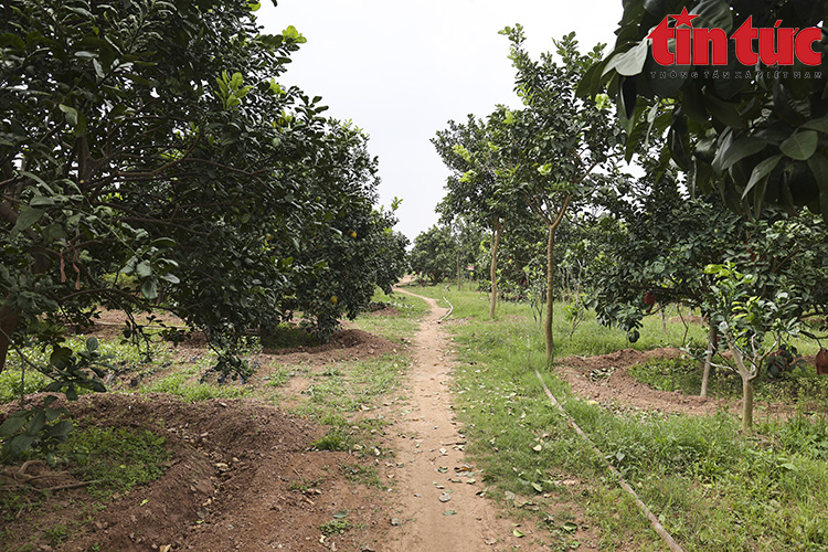 Bưởi đỏ 'tiến vua' đúc chữ tài - lộc không còn hàng để bán - Ảnh 1