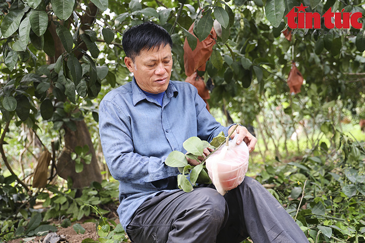 Bưởi đỏ 'tiến vua' đúc chữ tài - lộc không còn hàng để bán - Ảnh 6