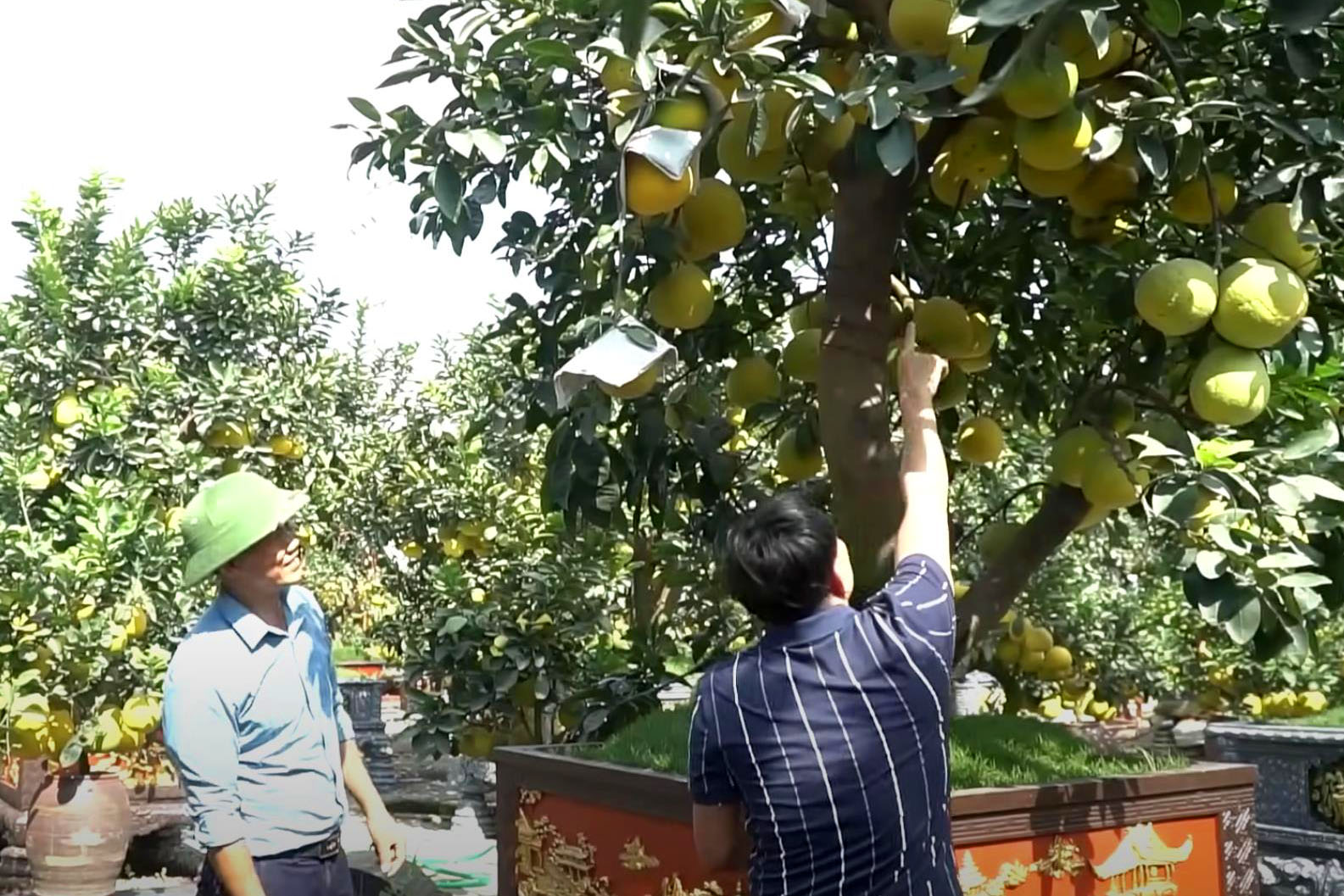 “Đốt tiền” kiểu đại gia: Cây bưởi “cổ thụ” hơn 350 trái, giá thuê Tết trăm triệu vẫn tranh nhau đặt cọc - Ảnh 6