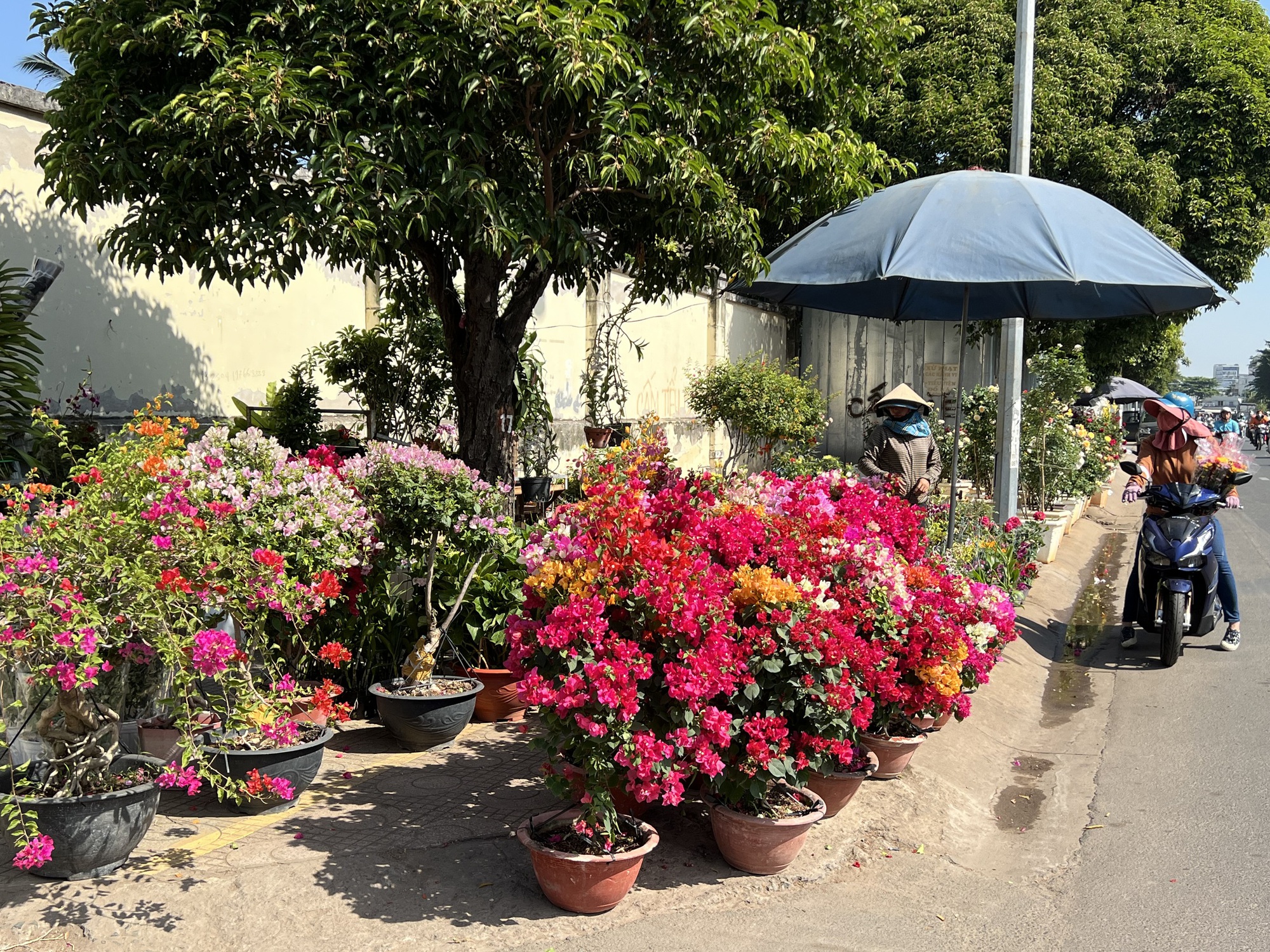 Hoa Tết tràn ra đường, hạ giá sớm - Ảnh 3