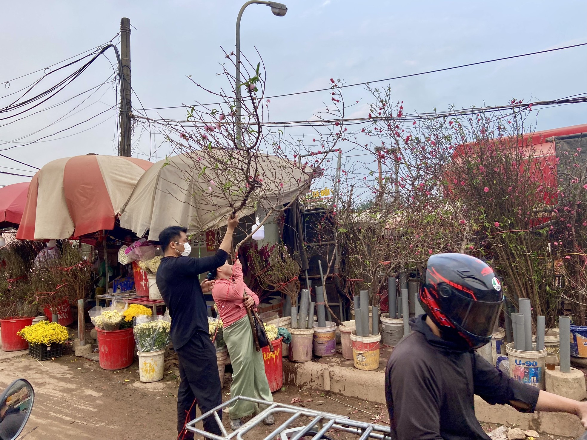 Đào Nhật Tân xuống phố, khoe sắc đón Tết sớm - Ảnh 3